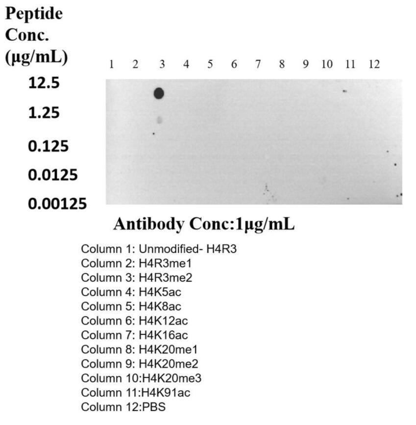 Dot Blot experiment of peptide using Di-Methyl-Histone H4 (Arg3) Recombinant antibody (82859-1-RR)